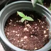 Gelato Auto 1st try