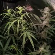 Gelato Auto 1st try