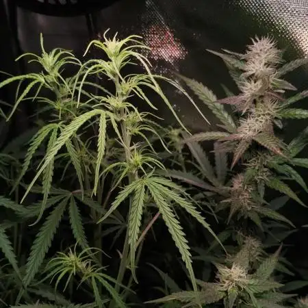 Gelato Auto 1st try