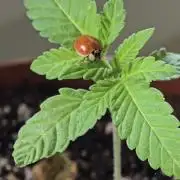 1st Outdoor Run; Cherry Cola Auto