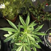 Green Crack Auto FastBuds