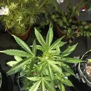 Green Crack Auto FastBuds