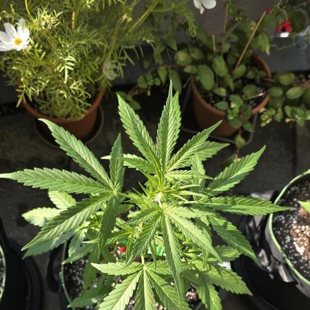 Green Crack Auto FastBuds