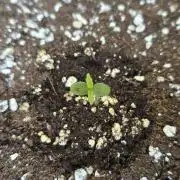 Terp and Tonic Auto Seedstockers