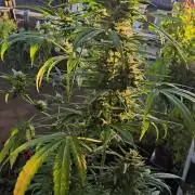 Green Crack Auto FastBuds