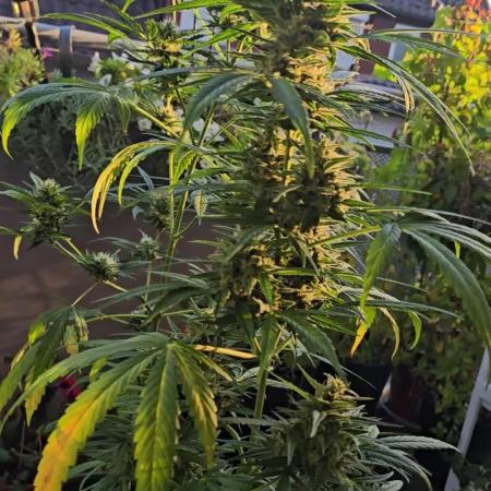 Green Crack Auto FastBuds