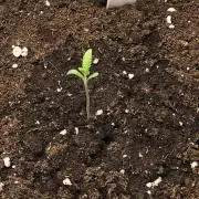 Tropical Zmoothie Auto Seedstockers