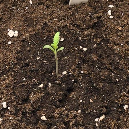 Tropical Zmoothie Auto Seedstockers