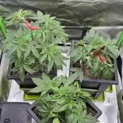 TropicanaCookies, LemonMuffin, TrueMints