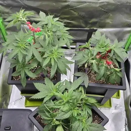 TropicanaCookies, LemonMuffin, TrueMints