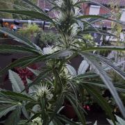 Green Crack Auto FastBuds