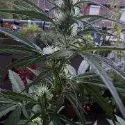 Green Crack Auto FastBuds