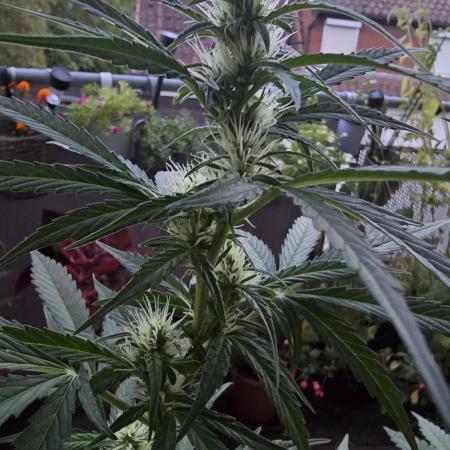 Green Crack Auto FastBuds