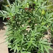 Tropical Zmoothie Auto Seedstockers