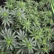 TropicanaCookies, LemonMuffin, TrueMints