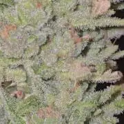 1st Outdoor Run; Cherry Cola Auto