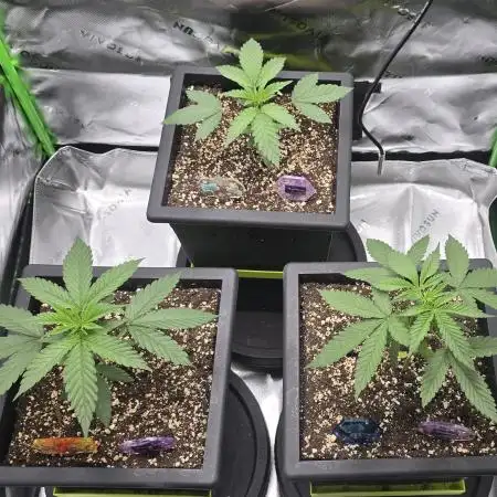 TropicanaCookies, LemonMuffin, TrueMints