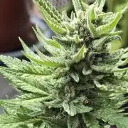 1st Outdoor Run; Cherry Cola Auto