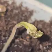 Tropical Zmoothie Auto Seedstockers