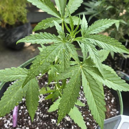 Green Crack Auto FastBuds
