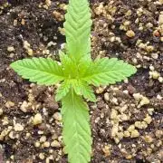 Tropical Zmoothie Auto Seedstockers