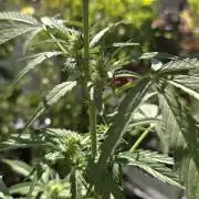 Green Crack Auto FastBuds