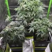TropicanaCookies, LemonMuffin, TrueMints