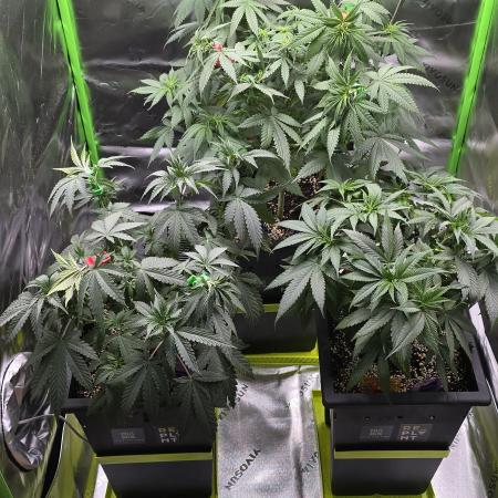 TropicanaCookies, LemonMuffin, TrueMints