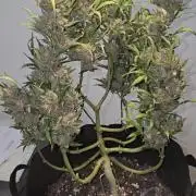 Tropical Zmoothie Auto Seedstockers