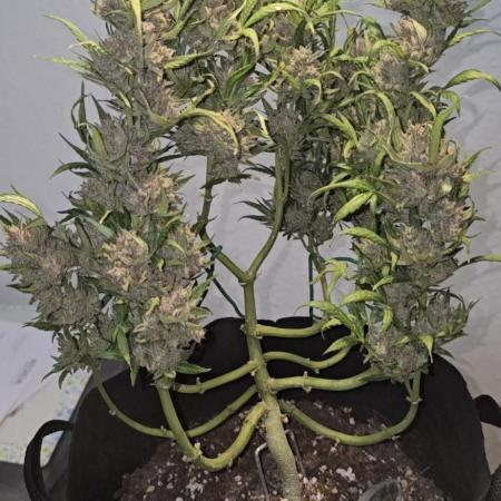 Tropical Zmoothie Auto Seedstockers