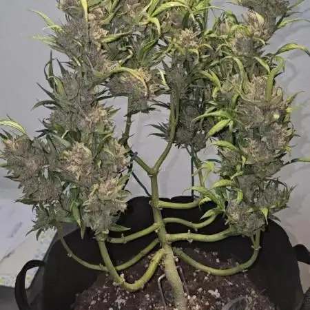 Tropical Zmoothie Auto Seedstockers