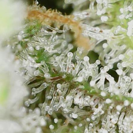 Original Cheese Auto FastBuds