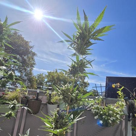 Original Cheese Auto FastBuds
