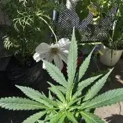 1st Outdoor Run; Cherry Cola Auto