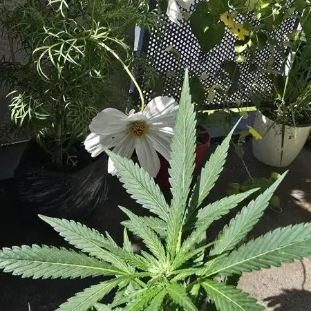 1st Outdoor Run; Cherry Cola Auto