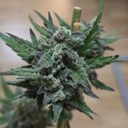 Original Cheese Auto FastBuds