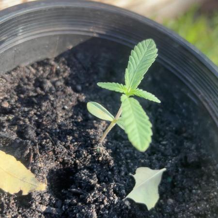 First grow