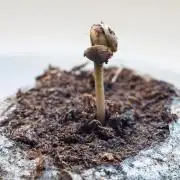 FasterBuds Tropicanna Cookies