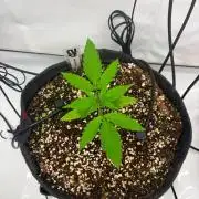 Fast Buds & Barney's MIX