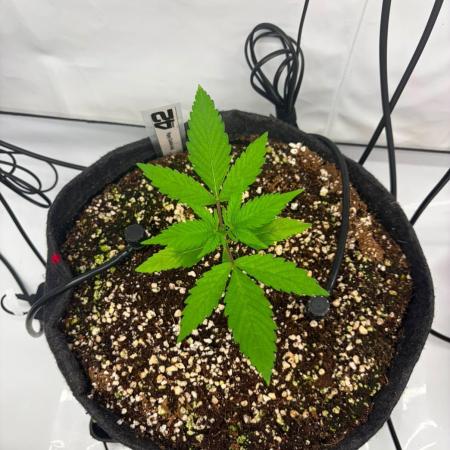 Fast Buds & Barney's MIX