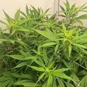 Fast Buds & Barney's MIX