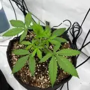 Fast Buds & Barney's MIX