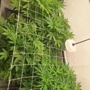 Fast Buds & Barney's MIX