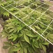 Fast Buds & Barney's MIX