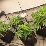 Fast Buds & Barney's MIX