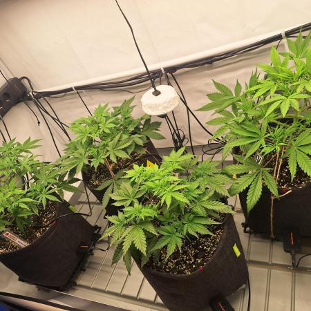Fast Buds & Barney's MIX