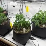Fast Buds & Barney's MIX