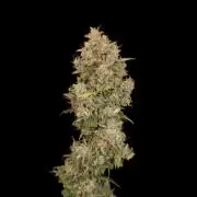 G.s.c auto 3