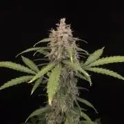 Zkittlez auto 3