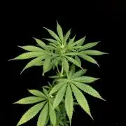 Test 10x51.  2